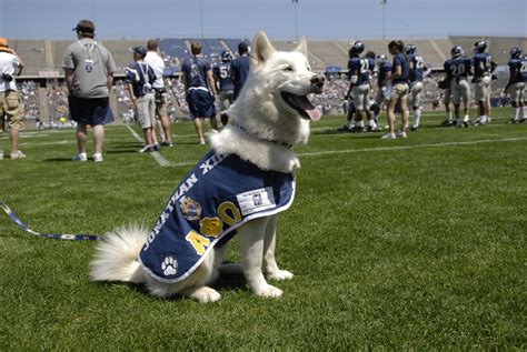 Retired UConn Husky mascot dies at 14