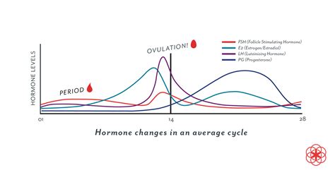 Progesterone: Definition, Levels, Symptoms of Low Progesterone and More