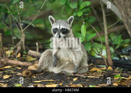 Cozumel raccoon (Procyon pygmaeus Stock Photo - Alamy