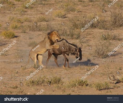 Male African Lion Hunting Down Blue Stock Photo 12966922 - Shutterstock