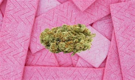 Bubble Gum Hemp Strain Review