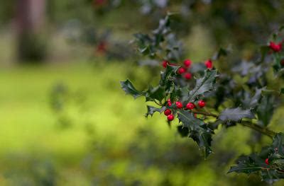 Pruning my Holly