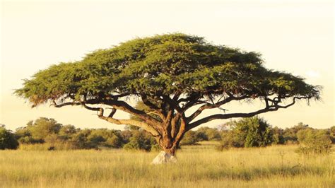 Acacia Tree Gum: Is This the World's Greatest Natural Prebiotic? | 1MD ...