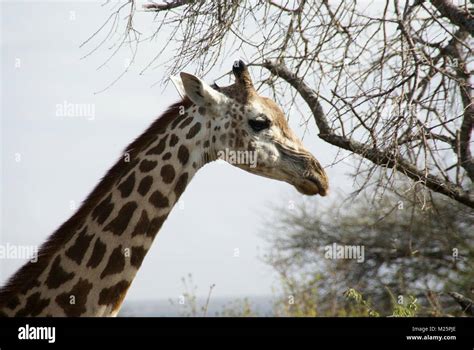 giraffe in kenya safari trip Stock Photo - Alamy