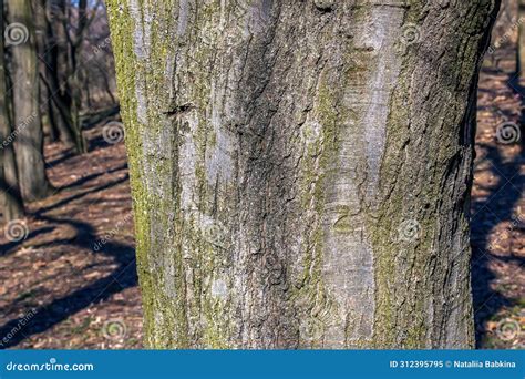 Quercus Coccinea Bark Background. Oak Bark Texture Stock Image - Image ...