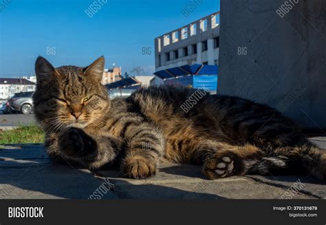 Yard Cat Sleeps Warm Image & Photo (Free Trial) | Bigstock