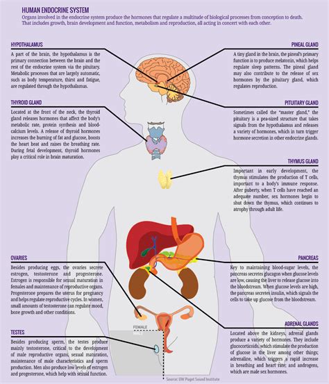 Endocrine system diagram and functions: The request could not be ...