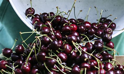 ‘Wonderful’ Flathead Cherry Harvest Underway - Flathead Beacon