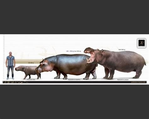 two hippopotamus standing next to each other in front of a white background