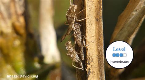 Identification of Dragonfly Larvae and Exuviae - British Dragonfly Society