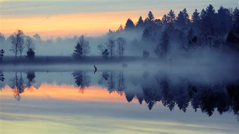 forest, Mist, Nature, Landscape, Reflection, Lake, Sunrise, Water ...