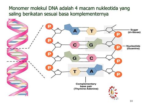 Gambar Nukleotida Penyusun Rantai Dna - Kumpulan Doa