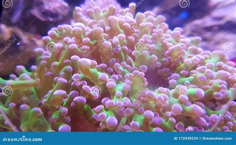 An Anemone on Tropical Coral Reef Stock Image - Image of pulau ...