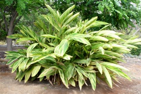 Alpinia zerumbet - Useful Tropical Plants