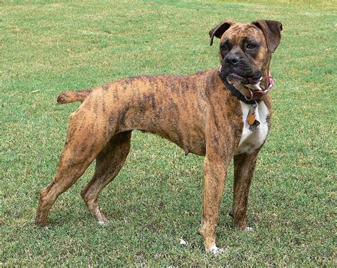 Brindle Boxer Dogs Photograph | File:female Brindle Boxer.jpg