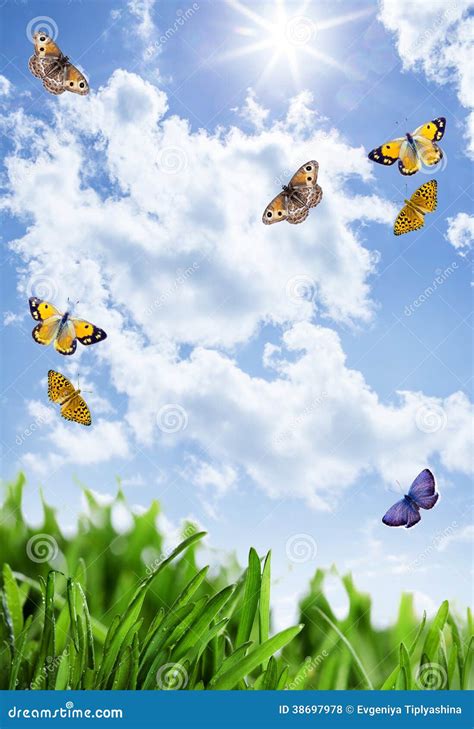 Grass with Flowers and Butterflies Stock Photo - Image of field, grass ...