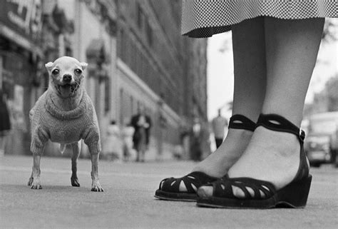 1. New York City. 1946. (Chihuahua) - Elliott Erwitt Print – Magnum Photos