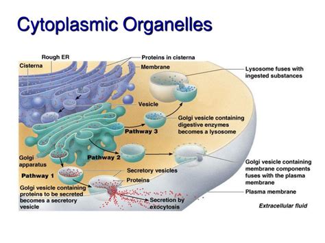 PPT - Cells and Cell Organelles PowerPoint Presentation, free download - ID:2428815