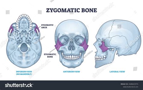 Zygomatic Bone Location Human Skull Skeleton 库存矢量图（免版税）2189223771 ...