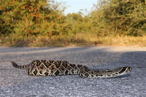 Eastern Diamond-backed Rattlesnake – Florida Snake ID Guide