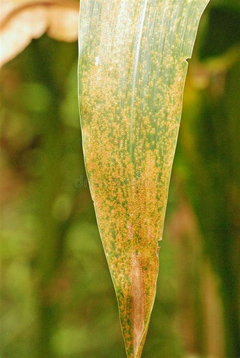 Corn Disease;fungus Disease Stock Image - Image of grow, pathology ...