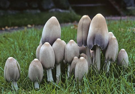 Coprinopsis atramentaria