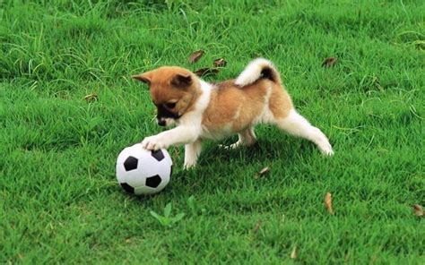 City Announces Play Yards for Shelter Animals | WXXI News