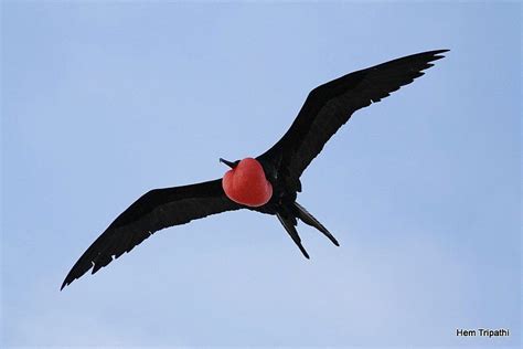 frigate bird in flight | Bird in flight, Bird, Animals reference