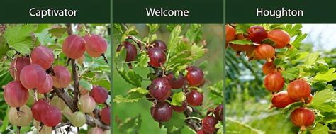 European vs. American Gooseberries: An Overview