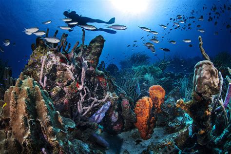 Best Diving in the Caribbean - Top 12 - Bluewater Dive Travel