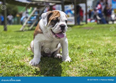 English Bulldog puppy stock image. Image of canine, purebred - 53774575