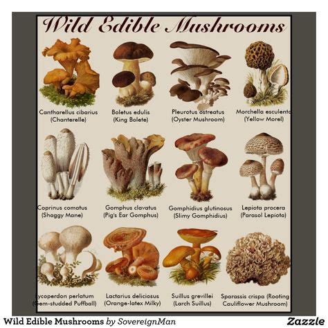 manitoba edible mushrooms - Google Search | I'm a Fun-gi... | Pinterest | Mushrooms, Cap and ...