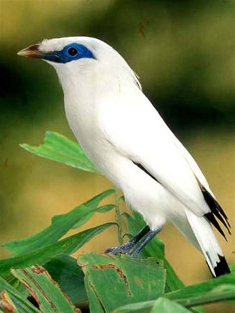 The Life of Sweet Birds: The Bali Starling