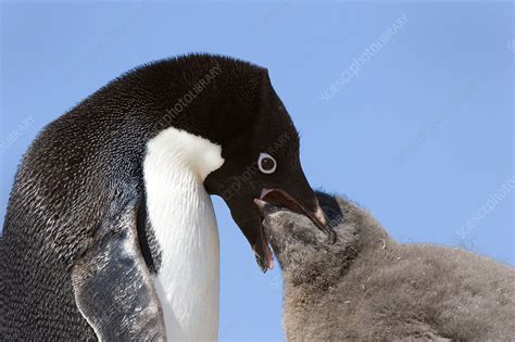 Adelie penguin feeding chick - Stock Image - Z808/0216 - Science Photo Library