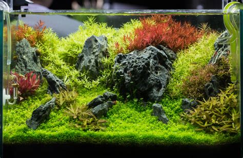 5 Ideas for Your Seiryu Stone Aquascape