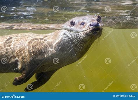 Swimming Otter (Lutra Lutra) Stock Image - Image of swimming, europe: 56998333