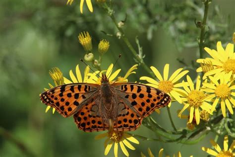 Top 11 Flowers for a Butterfly-Friendly Garden in South Florida