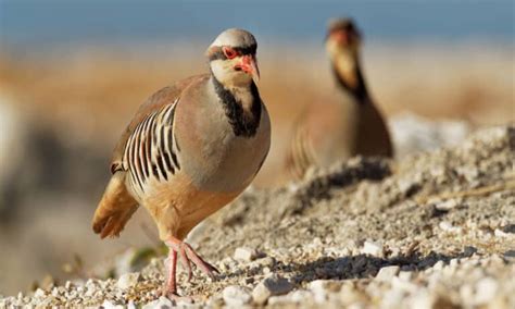 10 Essential Facts About Quails - A-Z Animals