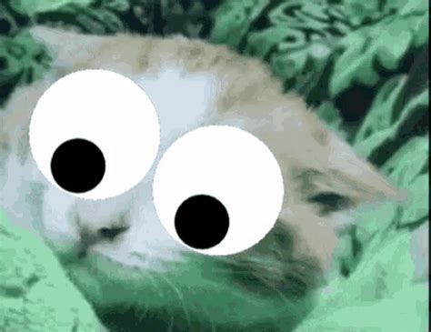 Kitten Eyes GIF - Kitten Eyes Funny - Discover & Share GIFs