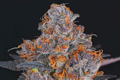 Your Essential Guide to When Cannabis Buds Are Ready to Harvest — Ed ...