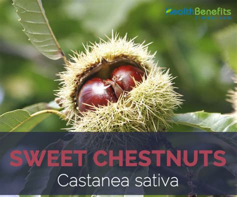 Sweet Chestnuts facts and health benefits