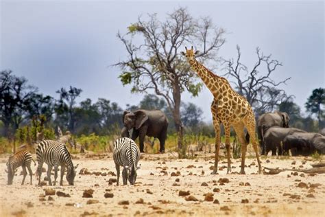 Hwange National Park - Shadows Of Africa