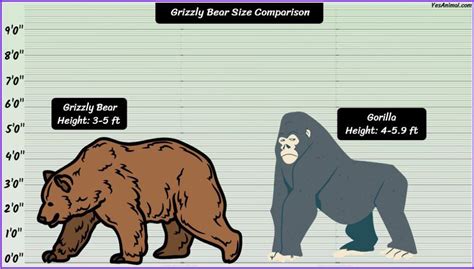 Grizzly Bear Size: How Big Are They? Compared With Others