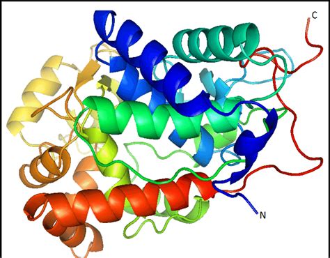 The cartoon of homology derived protein of horseradish peroxidase with ...