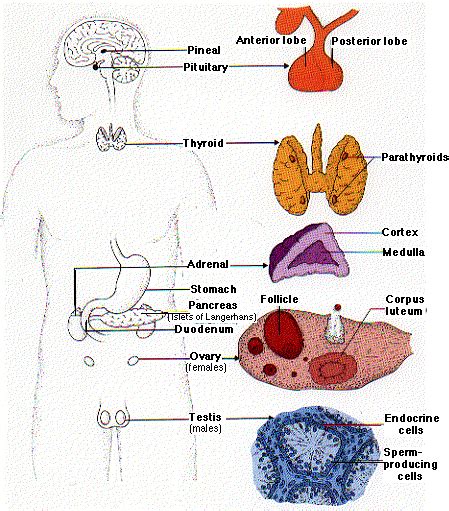 Interesting Fact about Human Body.: Glands of Human body