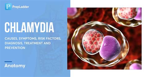 Chlamydia: Causes, Symptoms, Diagnosis and Treatment