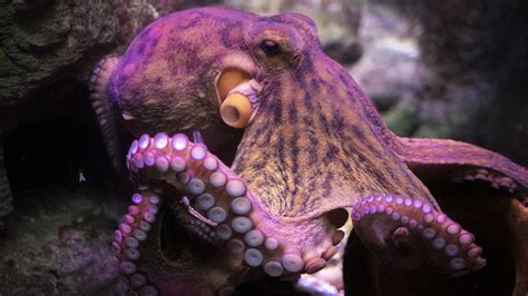 New scientific paper claims octopuses are actually aliens from outer ...