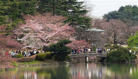 Sakura 2016: Shinjuku Gyoen – Lakbayer