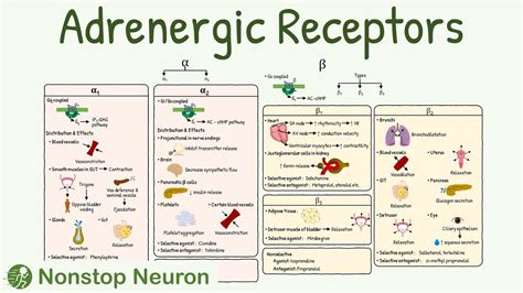 Adrenergic Receptors: Types, Distribution, Mechanism, Agonist ...