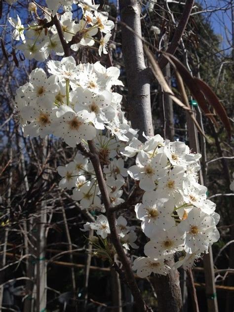 Callery Pear Tree (Pyrus calleryana "Aristocrat") - March | Blooming flowers, Bloom, Flowers